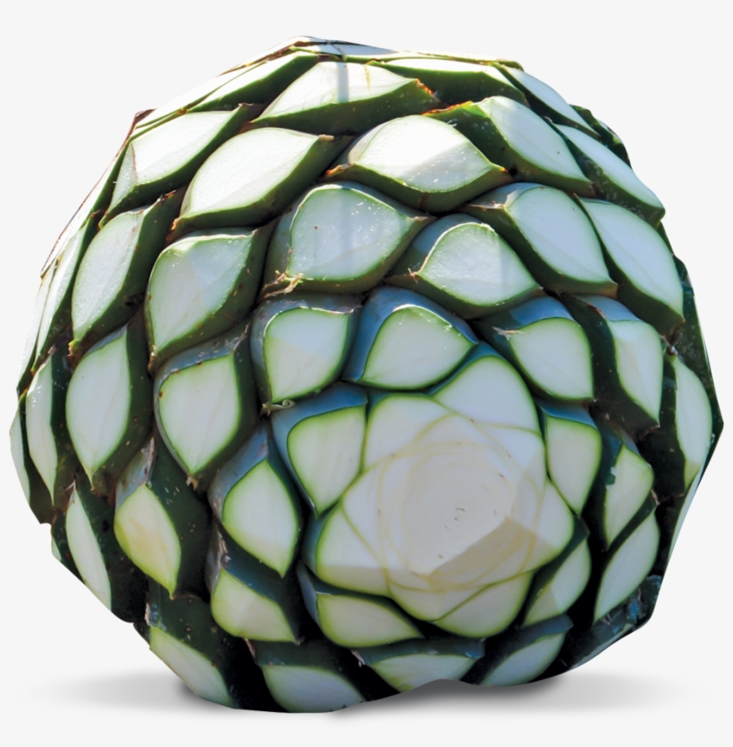 A Commitment To Quality To Produce The Best - Agave Azul No Brasil, transparent png download