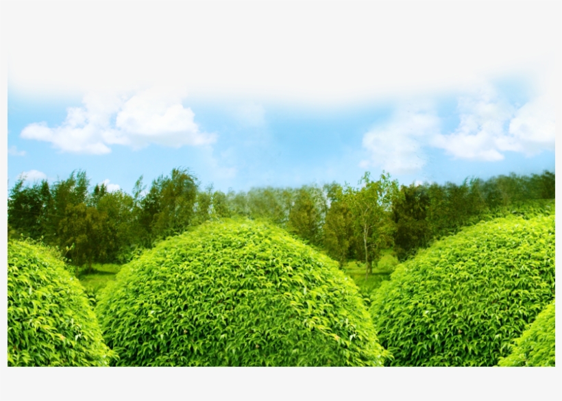 Lawns - Field, transparent png download