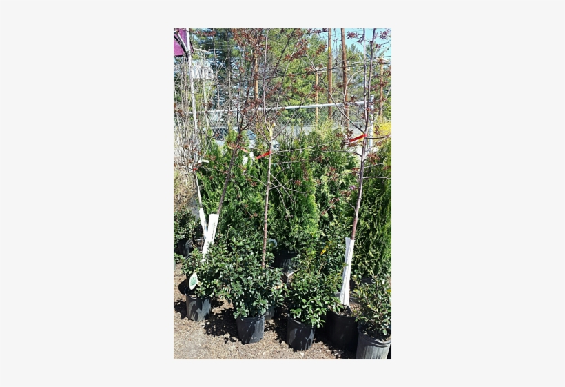 Jacques Flower Shop - Thuya, transparent png download