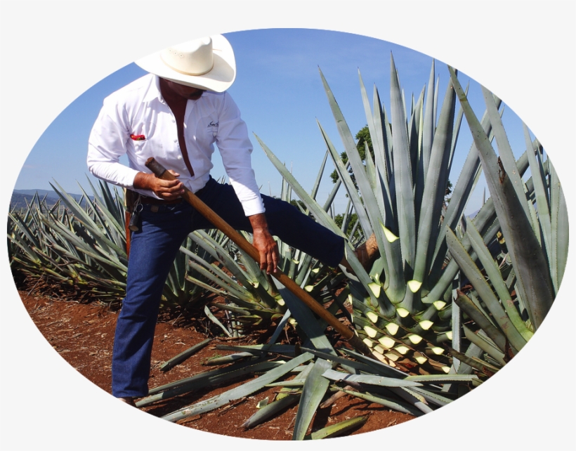 Plant Harvest - Tequila Process, transparent png download