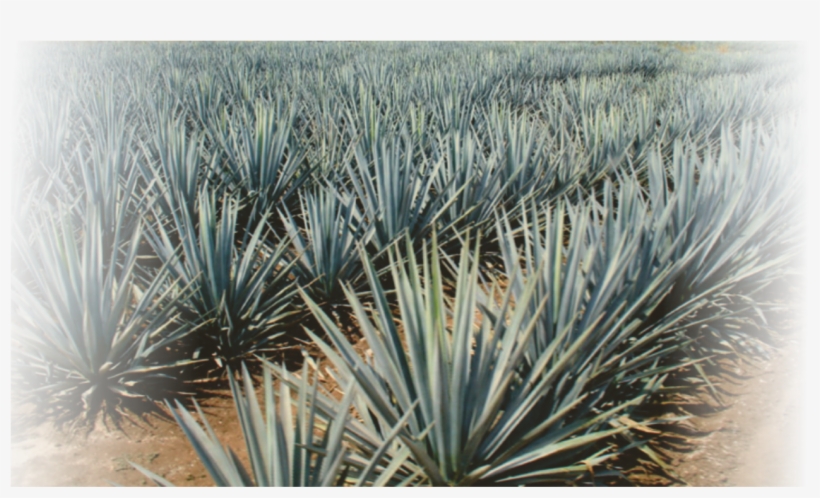 Making Tequila, Harvesting A Blue Agave Plant In Mexico - Patron Anejo Aged Tequila 70cl, transparent png download