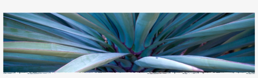 Cad Web Agave 1800×600 - The Ruth Bancroft Garden, transparent png download