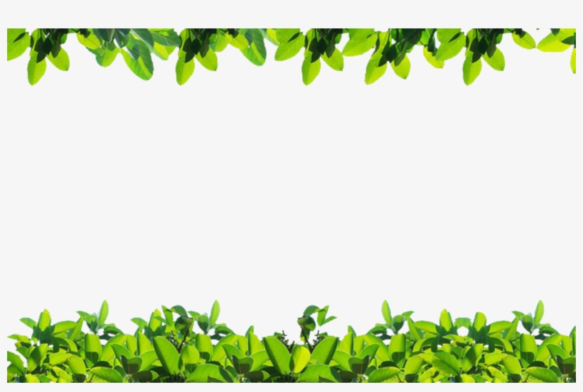 Shoregate Nursery Upchurch Bedding Plants Herbs Shrubs - Green Leaf Border, transparent png download