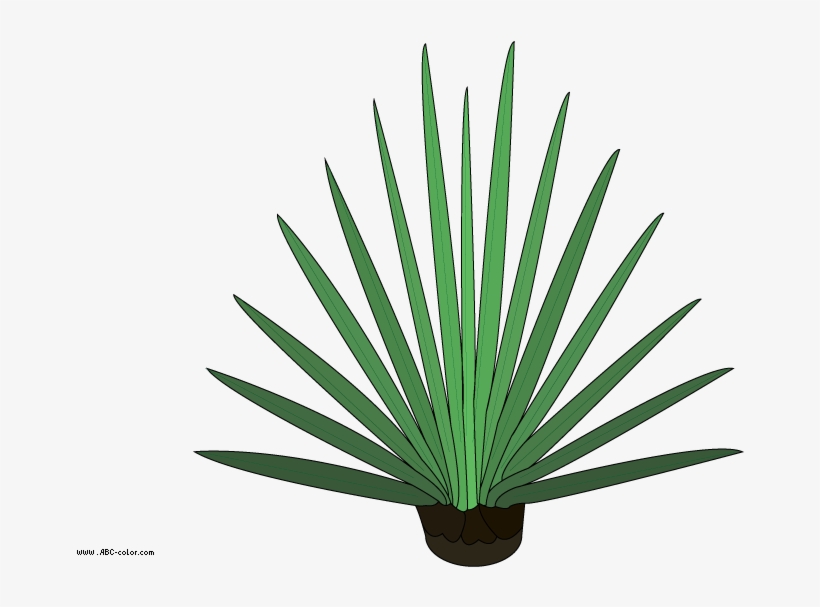 Agave, transparent png download