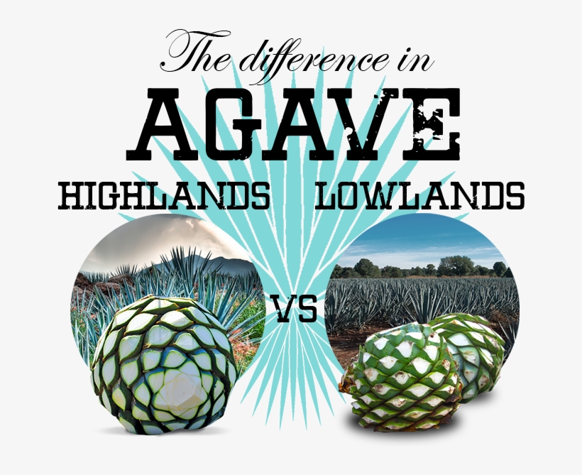 Ananas, transparent png download