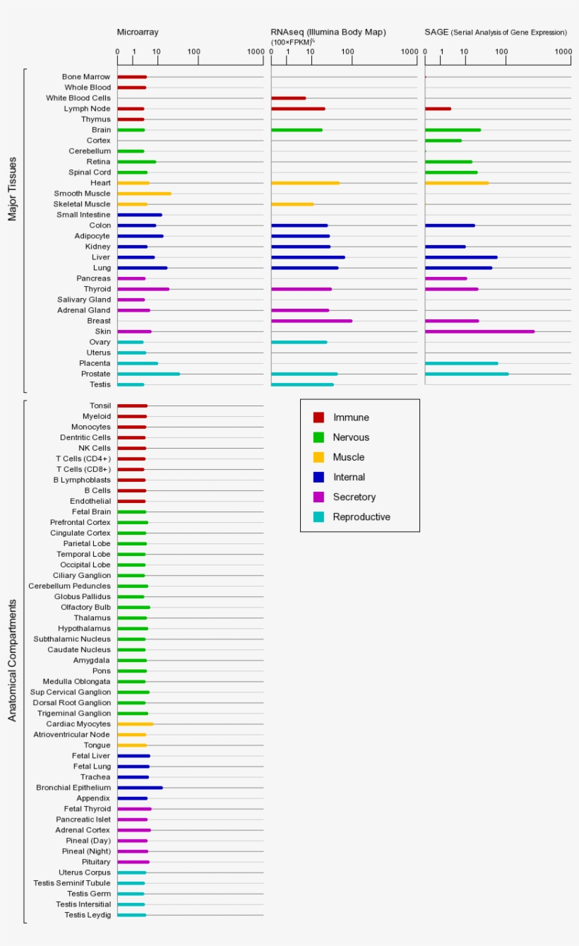 Description, The Full Length Ccnd1 Protein Has A Length, transparent png download