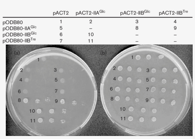 Two Hybrid Interactions Between Protein Domains Iia, transparent png download