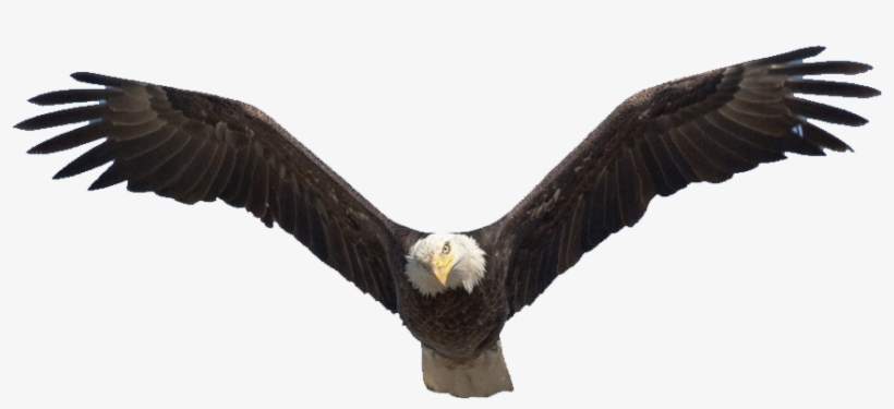Bald Eagle Flying Png, transparent png download
