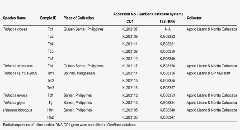 Infor Mation On Giant Clam Species Collected In The, transparent png download