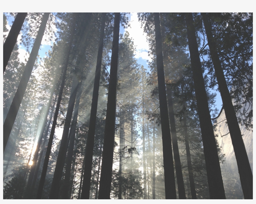 Forest-background - Oregon Evergreen Trees, transparent png download