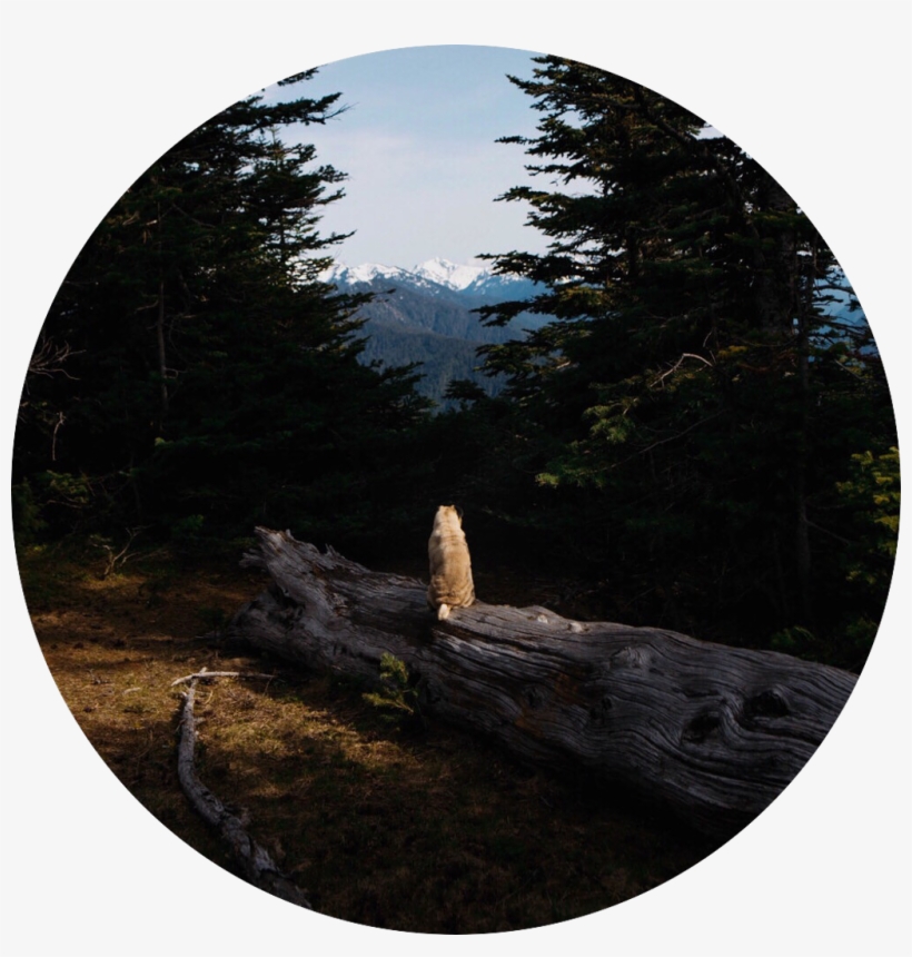 Aesthetic Background Pug Forest Tree Mountain Sky Dog - Forest, transparent png download