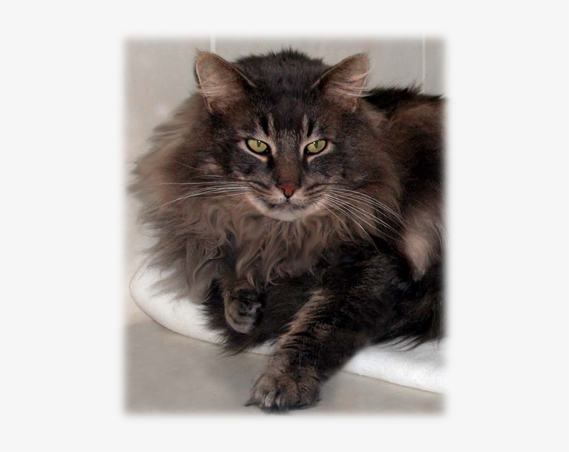 Norwegian Forest Cats Are Found All Over The World - Norwegian Forest Cat Tabby, transparent png download