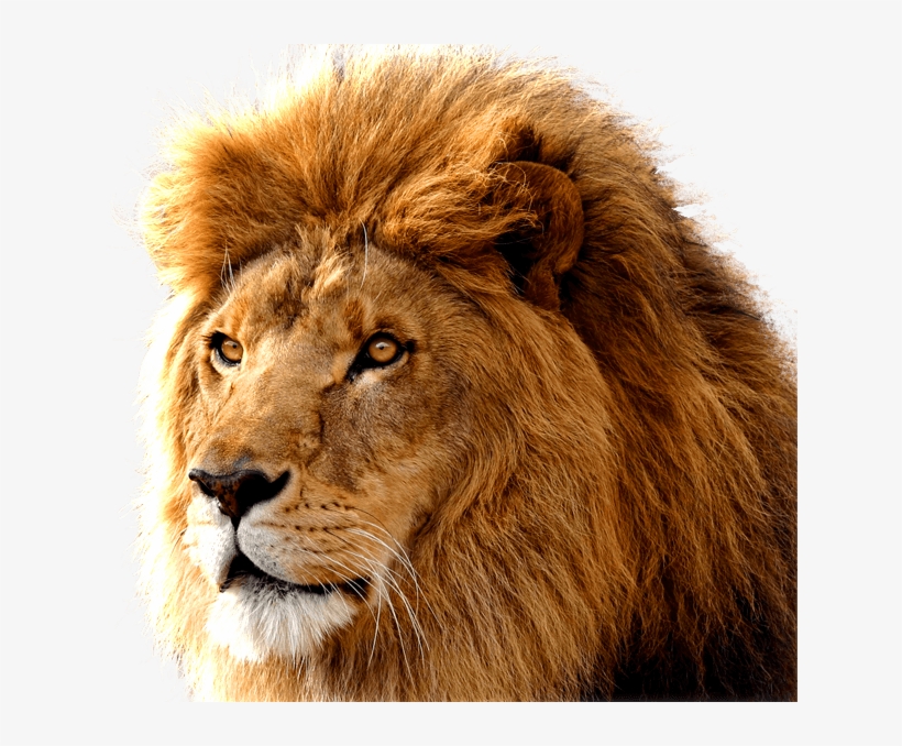 Lion Large Head - Lion Png, transparent png download