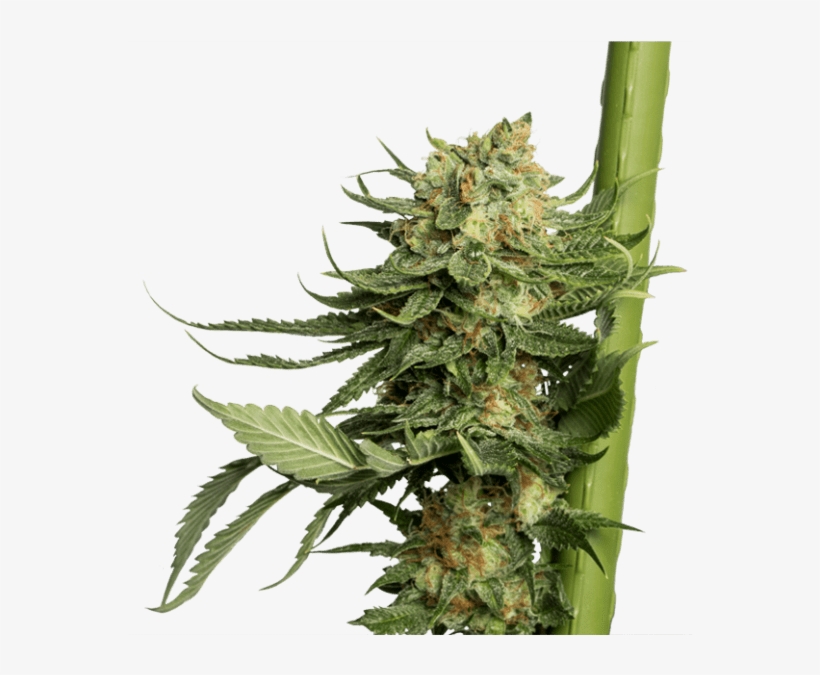 Dna Genetics Only Strives For The Highest - Cannabis, transparent png download