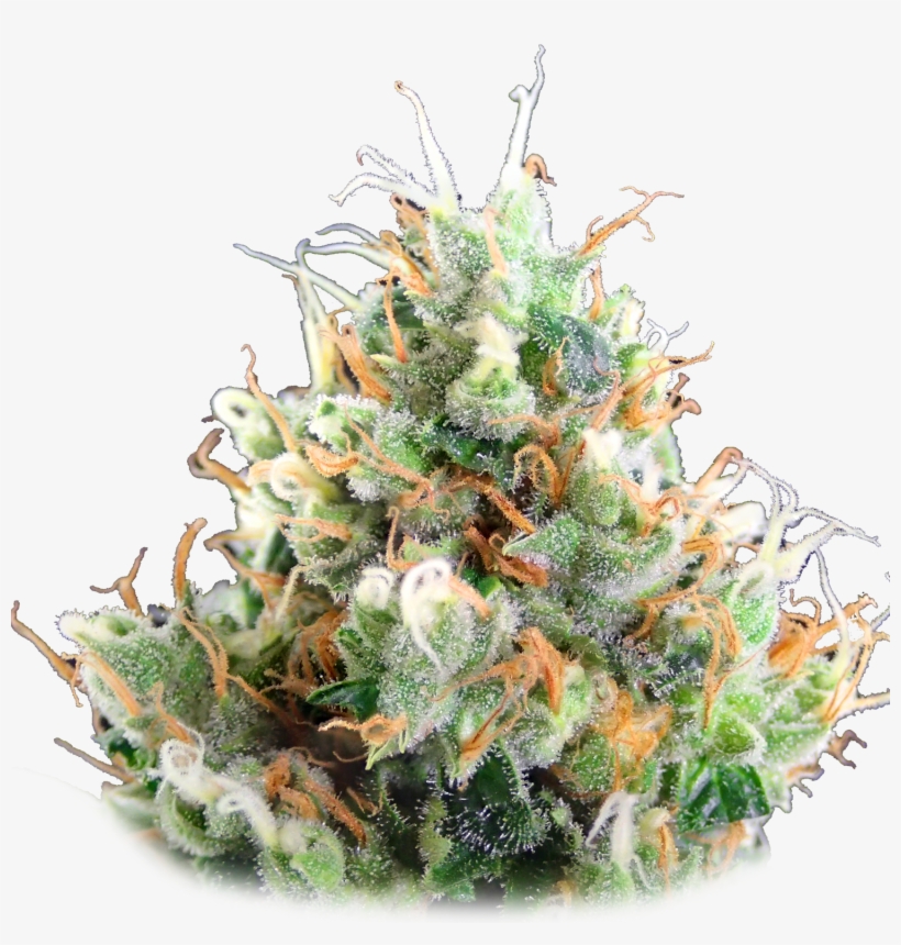 Strawberry Ice » - Smokahontas 25 Cap, transparent png download