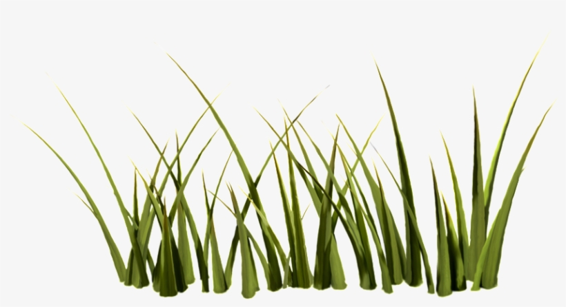 Growing Weed Transparent - Portable Network Graphics, transparent png download