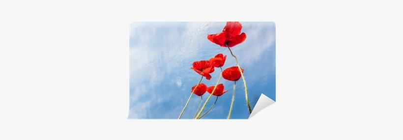 Photograph, transparent png download
