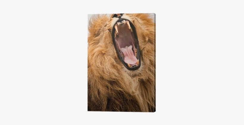Lion, transparent png download