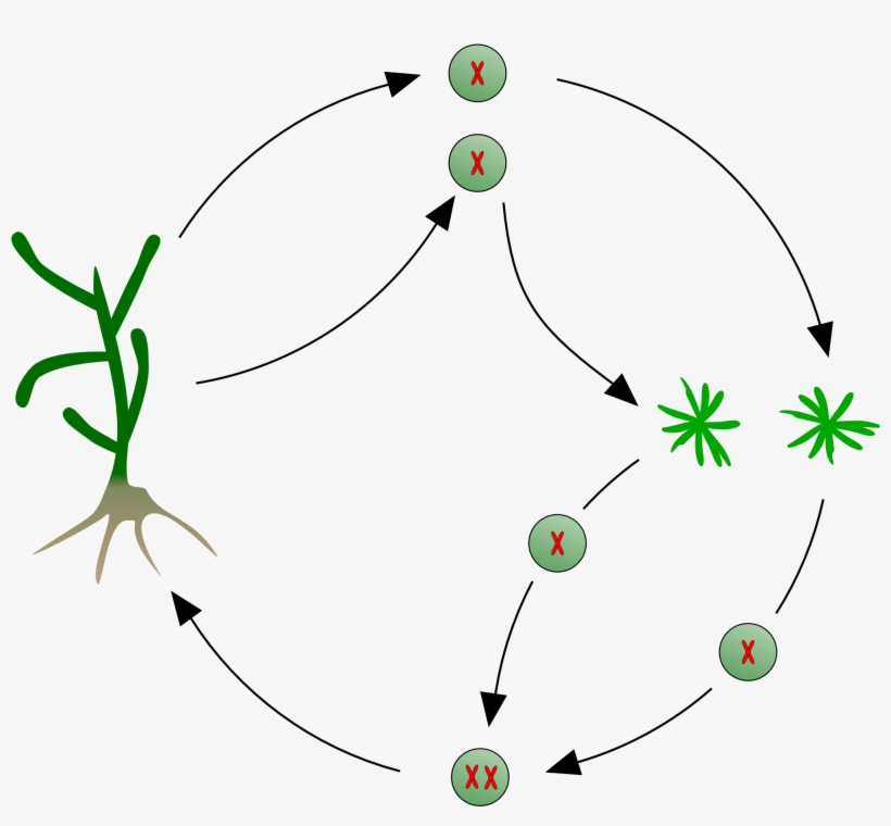 Kelp Life Cycle - Xanthophyceae Ciclo De Vida, transparent png download