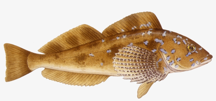 Monterey Bay Aquarium, transparent png download