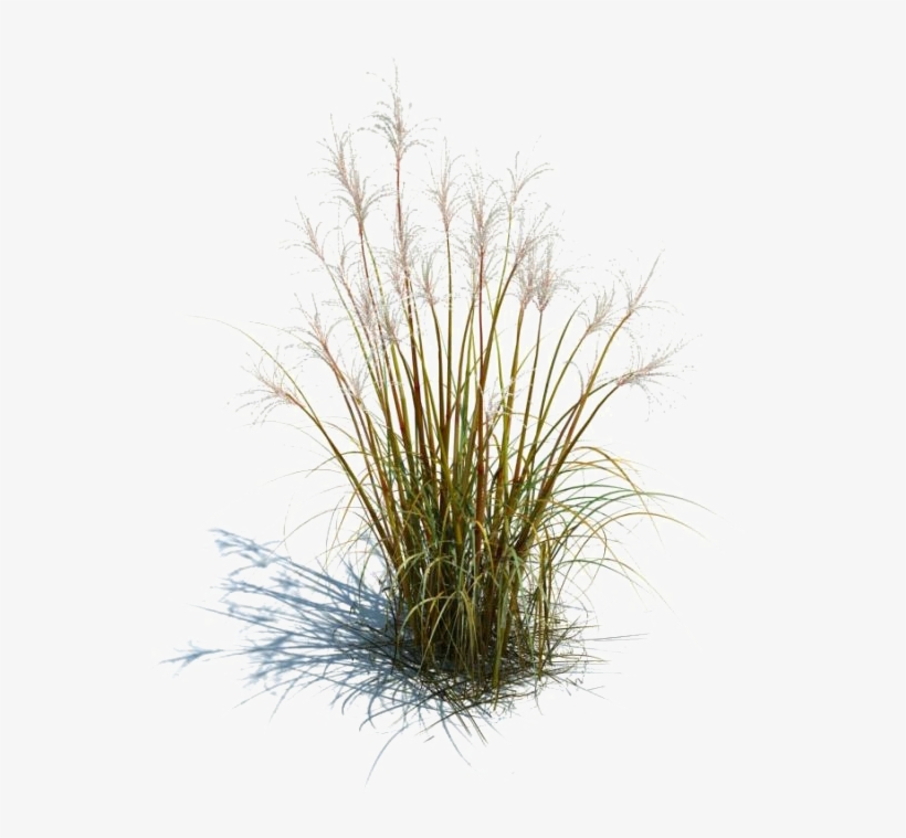 Long Grass Transparent Images - Tall Grass Render, transparent png download