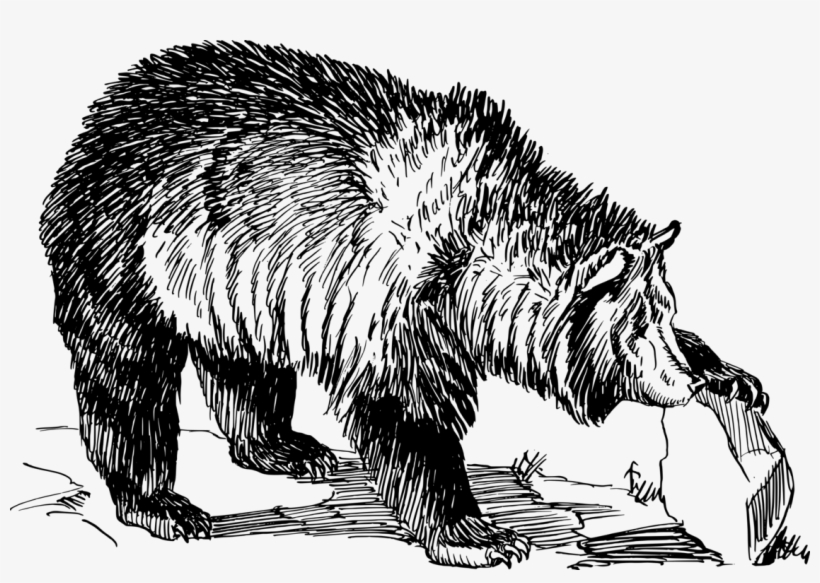 Grizzly Bear Gray Wolf Alaska Peninsula Brown Bear - Grizzly Bear L Clipart, transparent png download