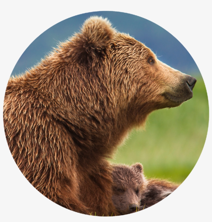 What Is The Consequence Of Increased Human-grizzly - Mamma Bear And Cub, transparent png download