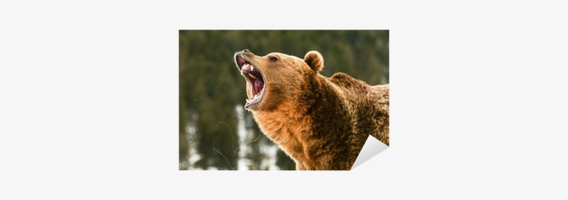 Bear Awareness Certificate, transparent png download