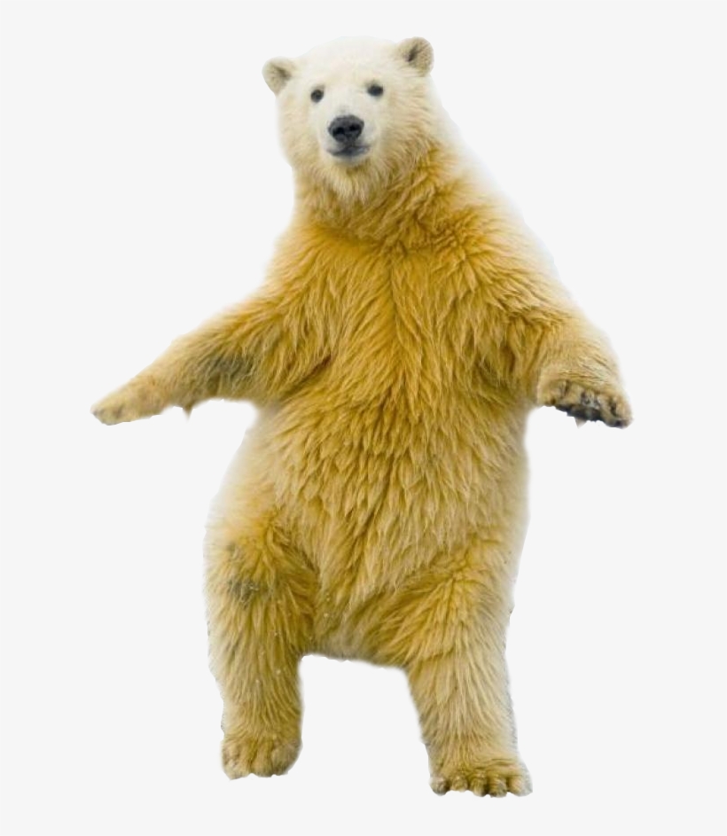Polar Bear Png Transparent Polar Bear - Polar Bear Standing Transparent, transparent png download