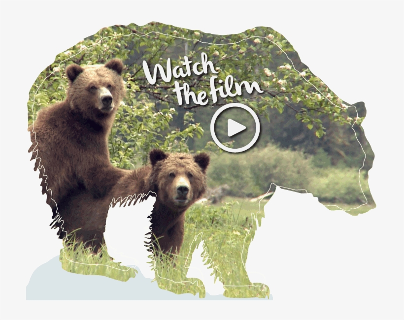 Grizzly Bear, transparent png download