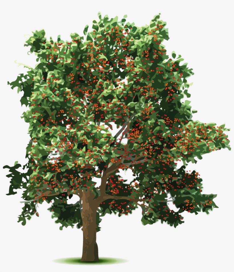Cherryman's Cherry Growers - Tannen Png, transparent png download
