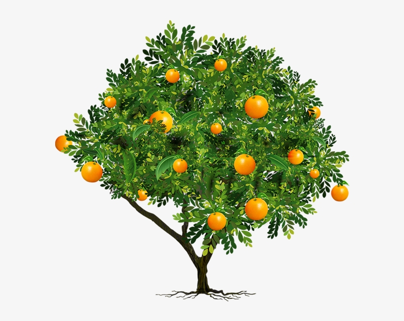 We've Got Your Wish, Check Your Email For Exclusive - Orange Tree Png Transparent, transparent png download