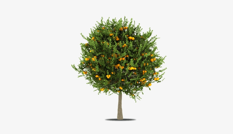 Taste The Sun - Cut Out Ftuit Tree, transparent png download