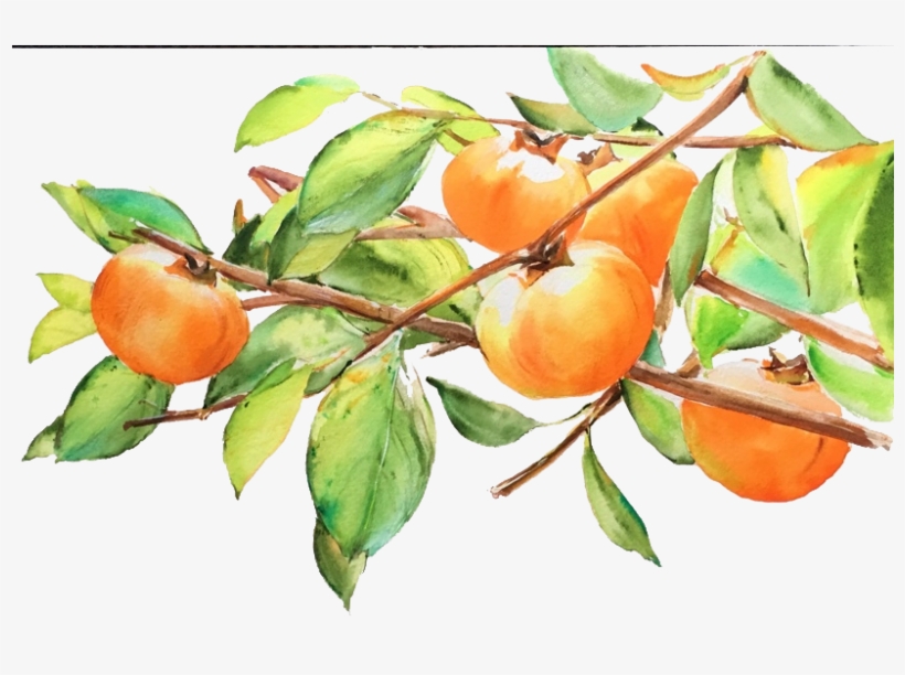 Japanese Persimmon Fruit Drawing - Persimmon, transparent png download