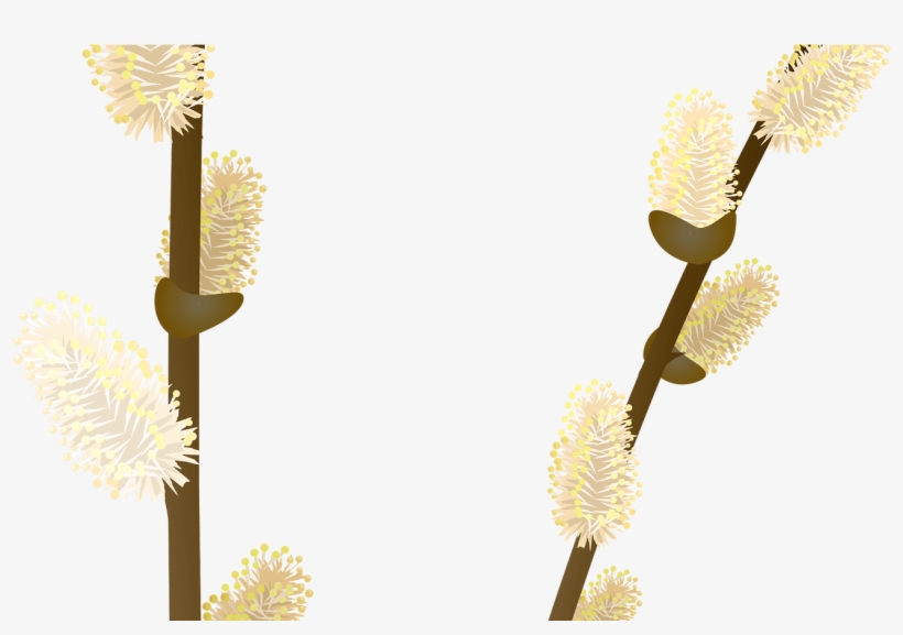 Willow Tree Branch Transparent Png Clip Art Image Gallery - Willow, transparent png download