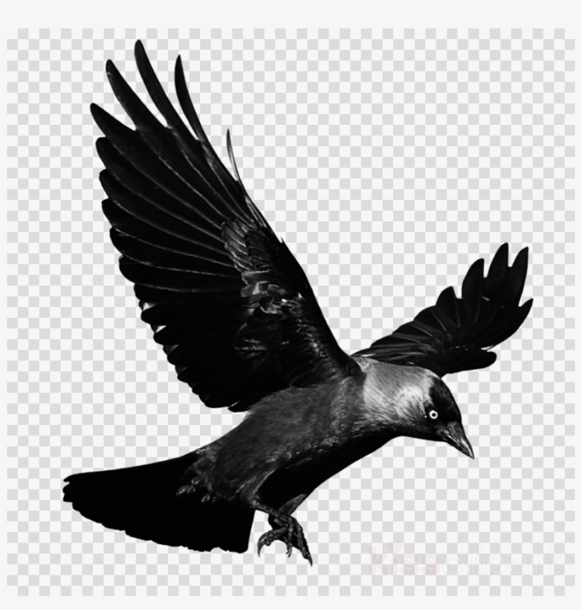 Crow Png Transparent Clipart Clip Art, transparent png download