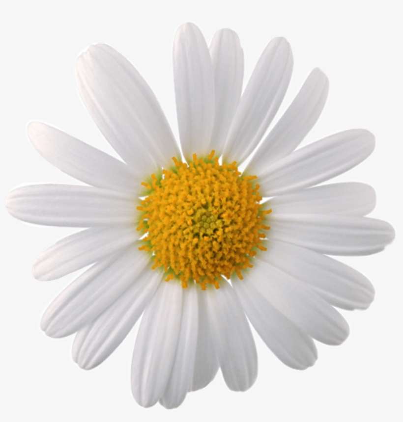 Daisy Flower White Yellow Cute Tumblr Overlay Californi Png Image Transparent Png Free Download On Seekpng