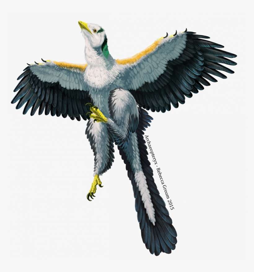 Archaeopteryx-small, transparent png download