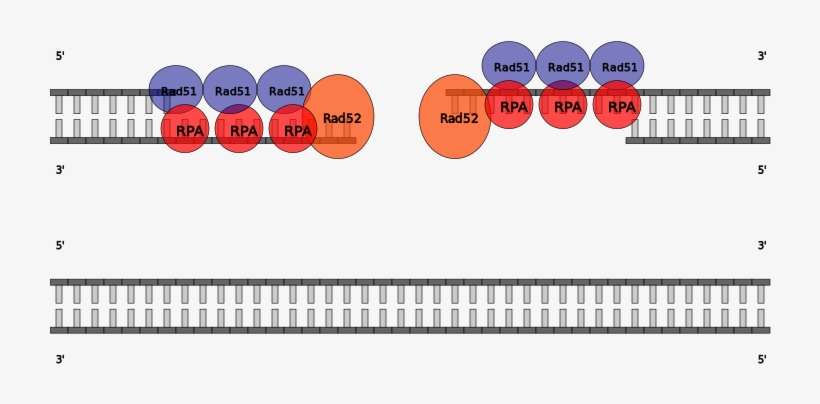 Nucleoprotein Filaments Interaction With Intact Helix, transparent png download