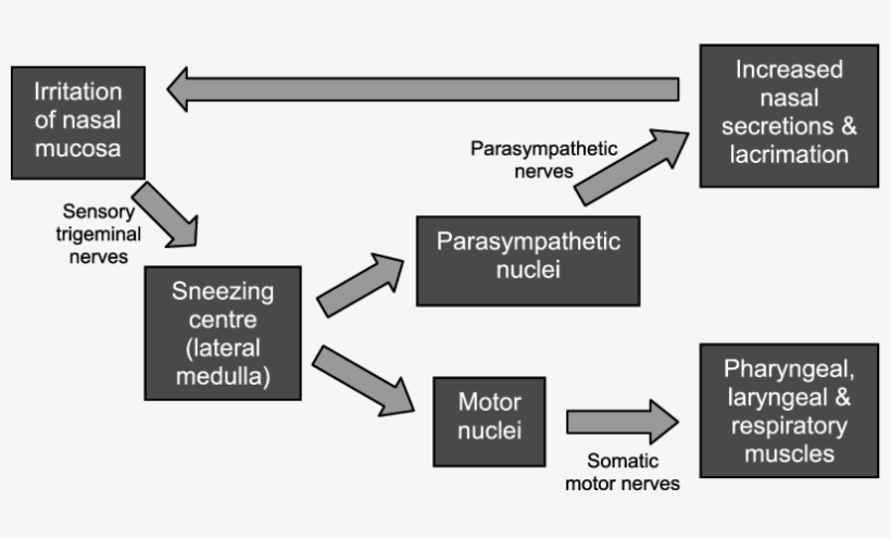 Neuronal Pathways In The Normal Sneeze Reflex, transparent png download