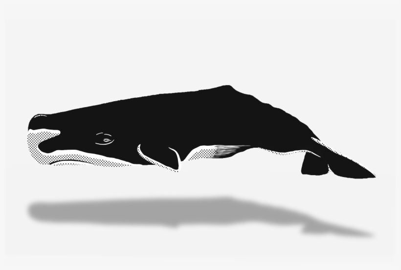 Whaletrips Norway The Best Tips For Whale Watching, transparent png download