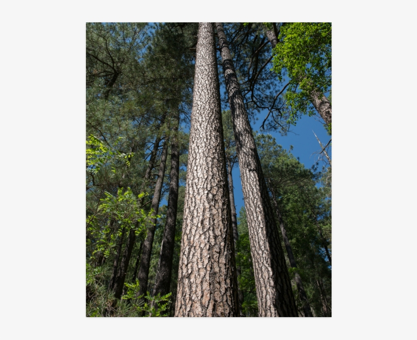 Tall Pine Trees Mt Lemmon Arizona Poster, transparent png download