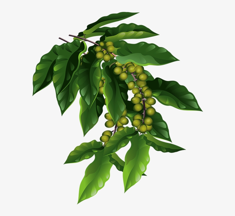 The Fruits Are Small Green Berries That Will Eventually - Tree Coffee Png, transparent png download