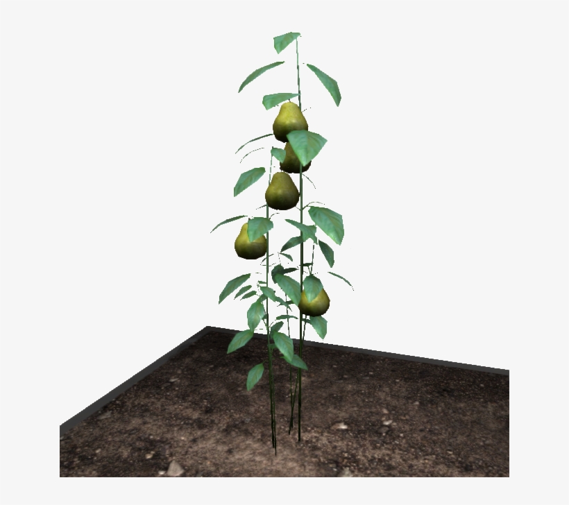 Fruit, transparent png download