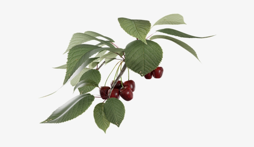 Cherry, transparent png download