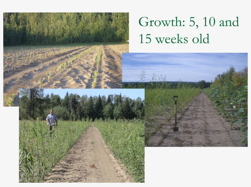 By Week 10 The Plant Will Be 30-70cm Tall And By Week - Field, transparent png download