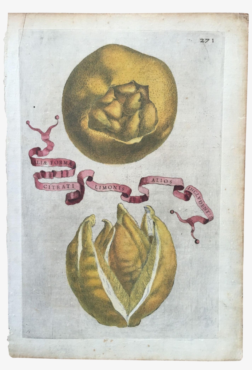 Antique 1646 Ferrari Botanical Lemon Citrus Engraving - Poster, transparent png download