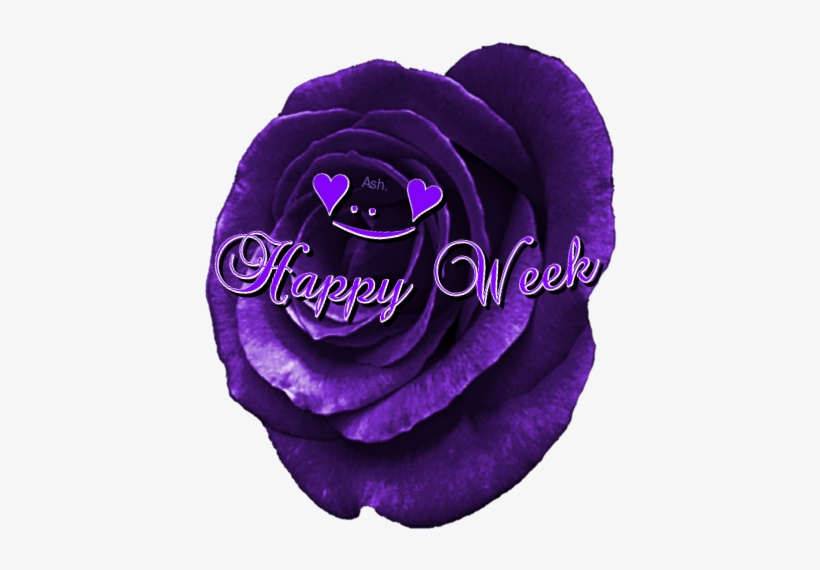 Happy Week * - Garden Roses, transparent png download
