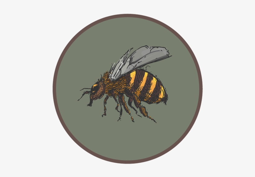 Collection Of Free Bee Drawing Pencil Download On Ubisafe - Drawing, transparent png download