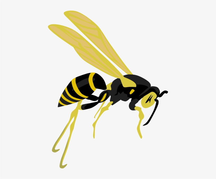 Bee Clipart Wasps - Clip Art Wasp, transparent png download